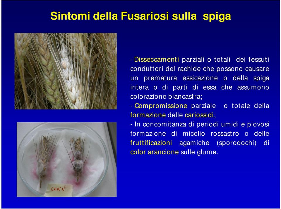 biancastra; - Compromissione parziale o totale della formazione delle cariossidi; - In concomitanza di periodi