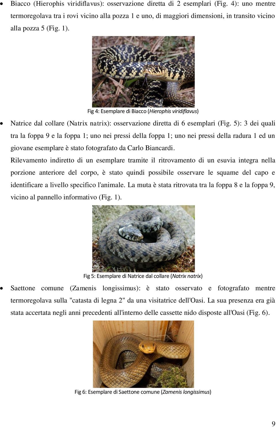 Fig 4: Esemplare di Biacco (Hierophis viridiflavus) Natrice dal collare (Natrix natrix): osservazione diretta di 6 esemplari (Fig.