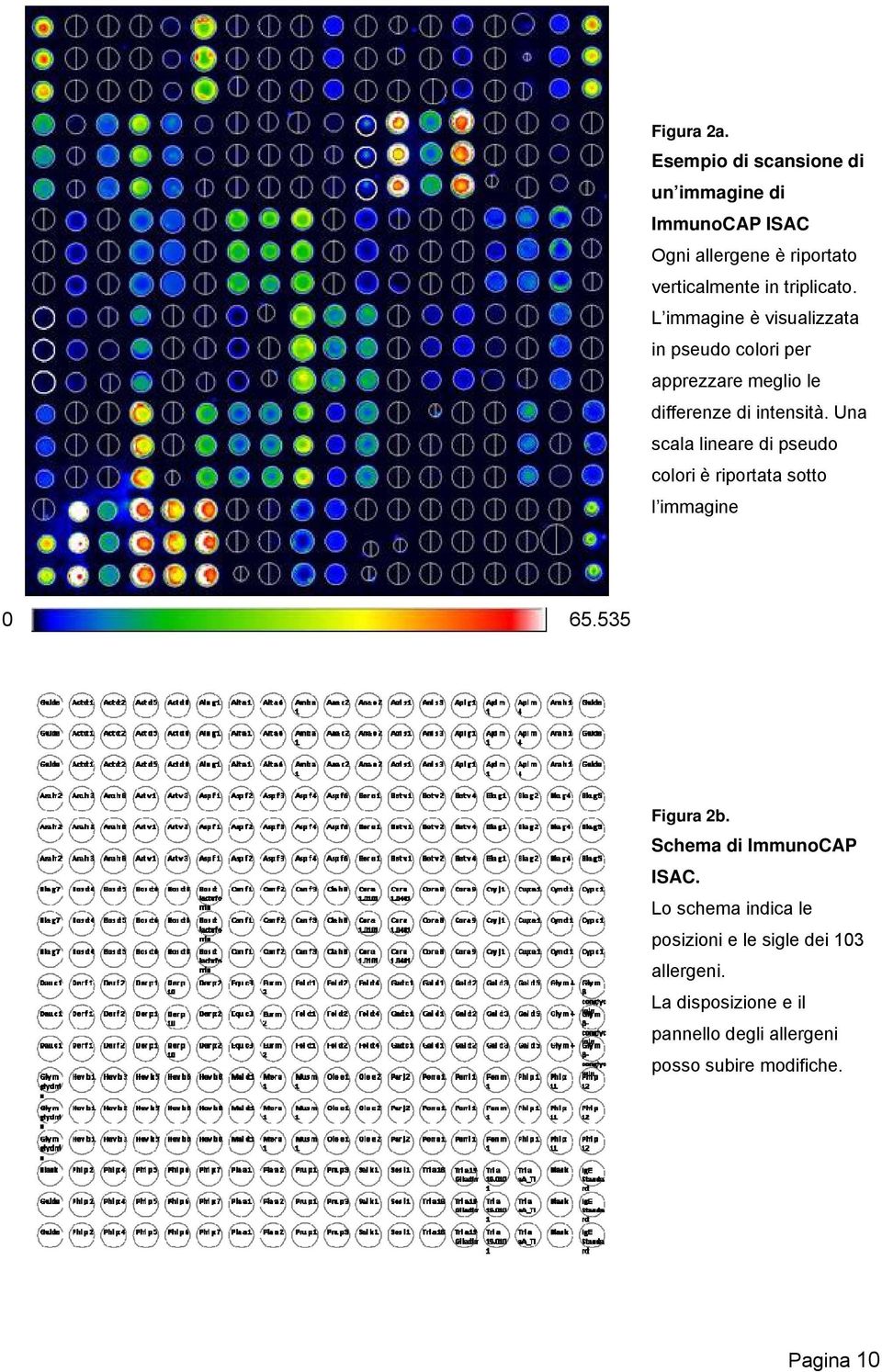 L immagine è visualizzata in pseudo colori per apprezzare meglio le differenze di intensità.