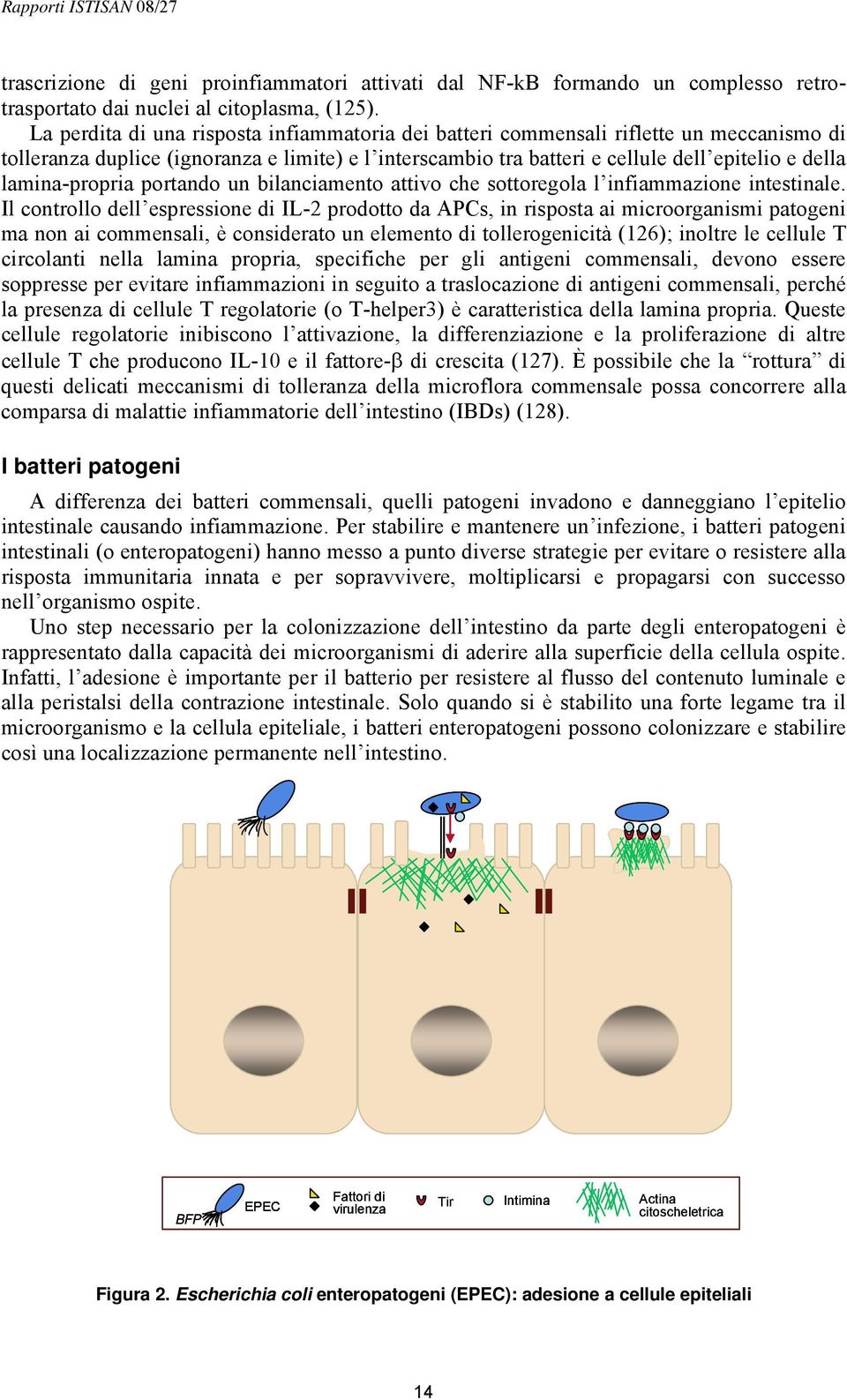 lamina-propria portando un bilanciamento attivo che sottoregola l infiammazione intestinale.