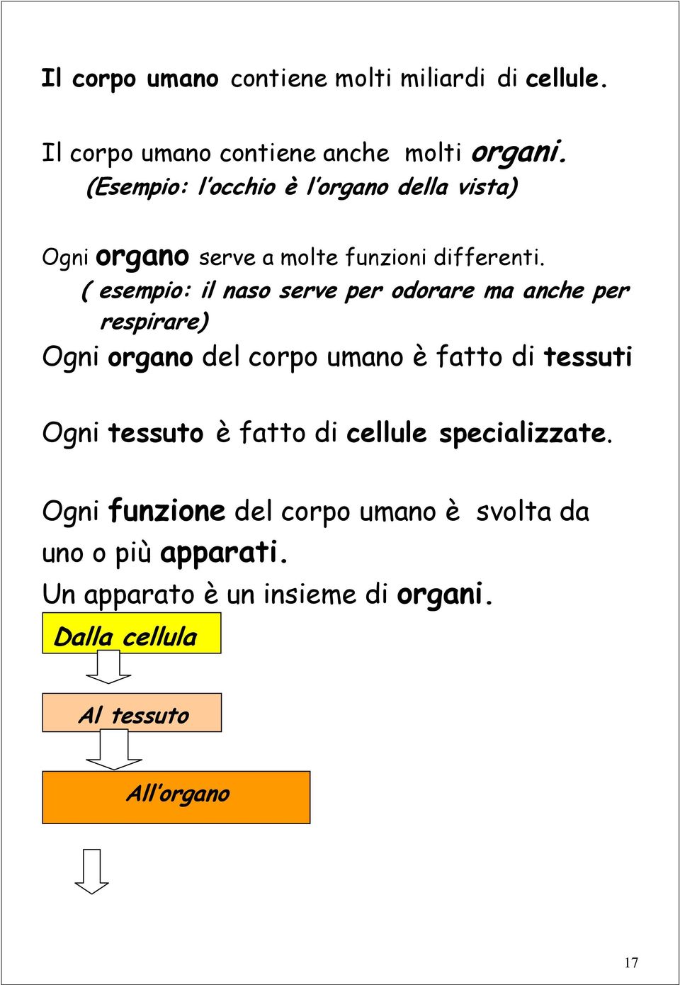 ( esempio: il naso serve per odorare ma anche per respirare) Ogni organo del corpo umano è fatto di tessuti Ogni