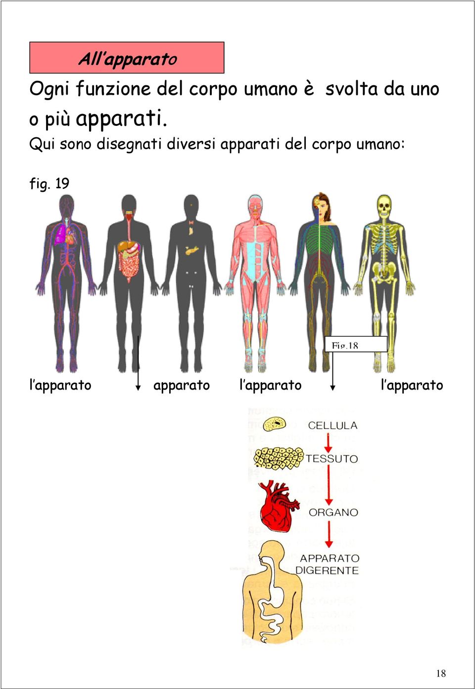 Qui sono disegnati diversi apparati del corpo