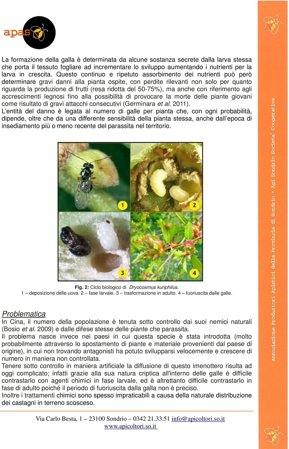 50-75%), ma anche con riferimento agli accrescimenti legnosi fino alla possibilità di provocare la morte delle piante giovani come risultato di gravi attacchi consecutivi (Germinara et al. 2011).