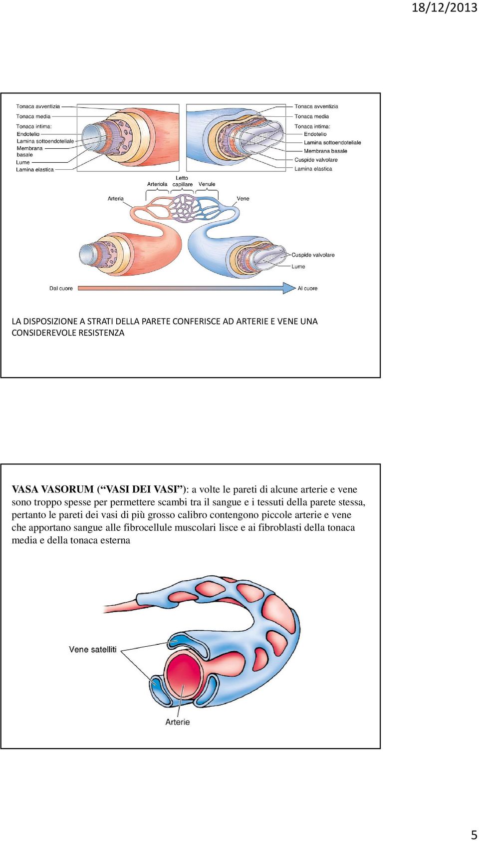 e i tessuti della parete stessa, pertanto le pareti dei vasi di più grosso calibro contengono piccole arterie e