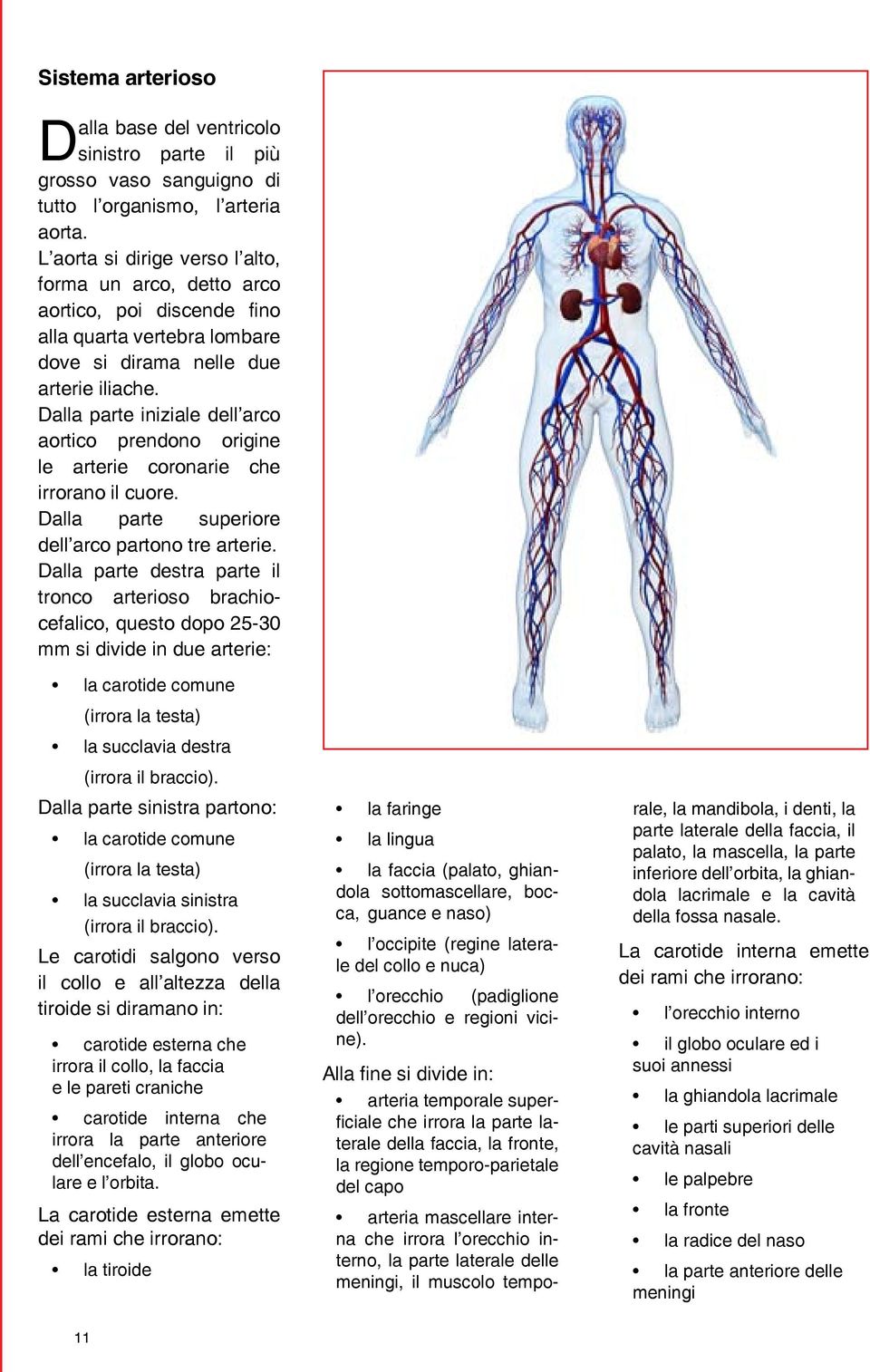 Dalla parte iniziale dell arco aortico prendono origine le arterie coronarie che irrorano il cuore. Dalla parte superiore dell arco partono tre arterie.