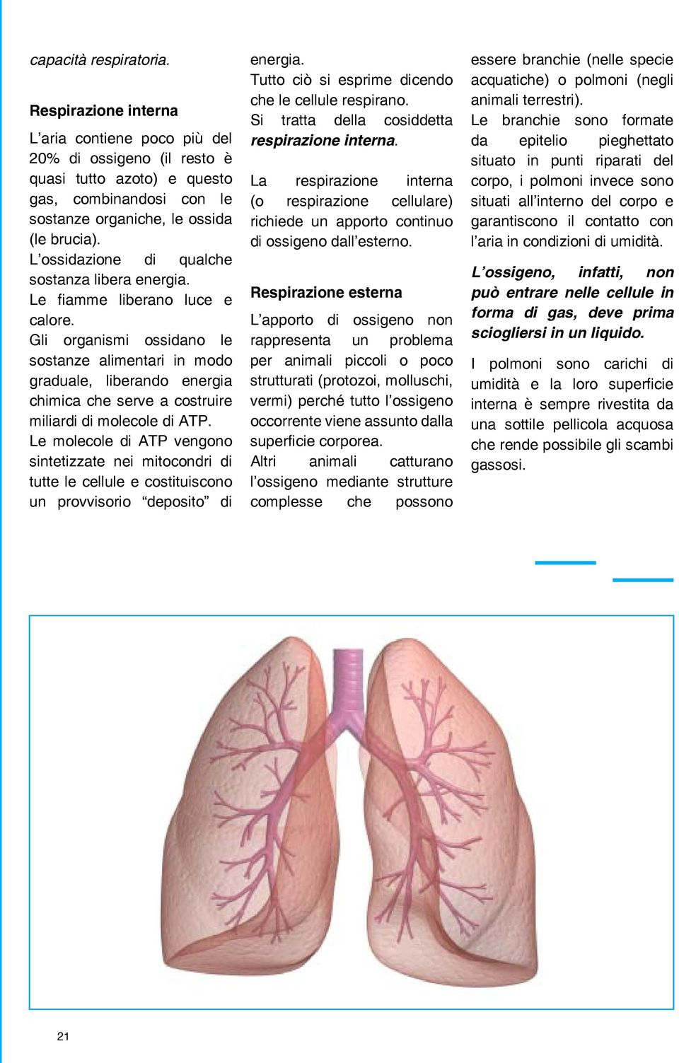 Gli organismi ossidano le sostanze alimentari in modo graduale, liberando energia chimica che serve a costruire miliardi di molecole di ATP.