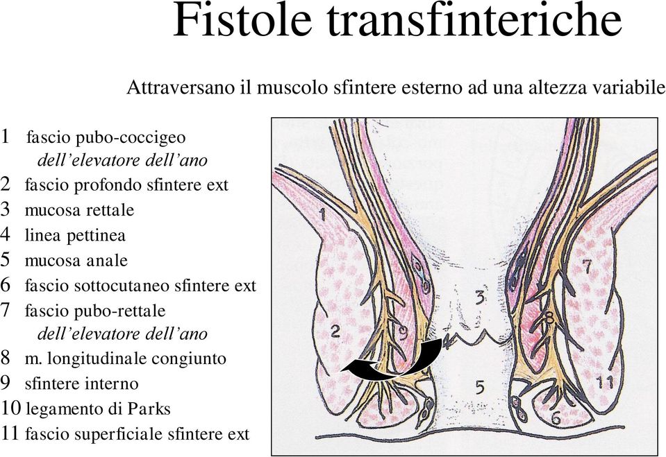 pettinea 5 mucosa anale 6 fascio sottocutaneo sfintere ext 7 fascio pubo-rettale 8 m.