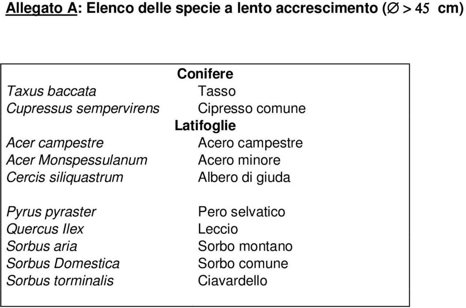 Ilex Sorbus aria Sorbus Domestica Sorbus torminalis Conifere Tasso Cipresso comune Latifoglie