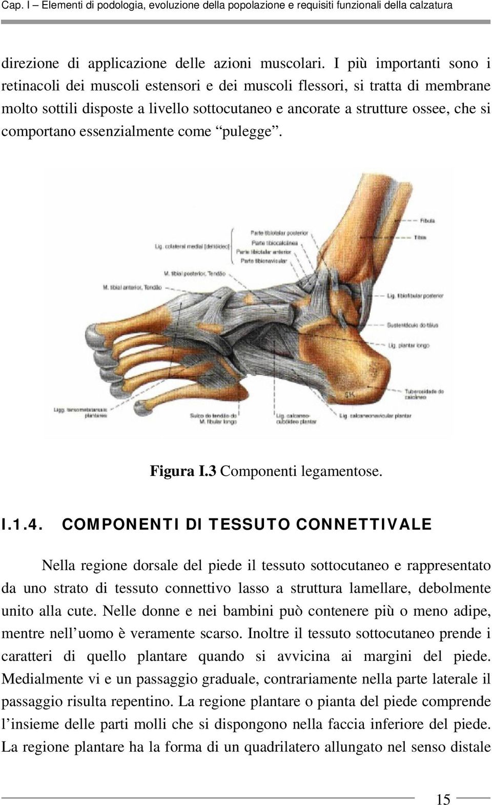 essenzialmente come pulegge. Figura I.3 Componenti legamentose. I.1.4.