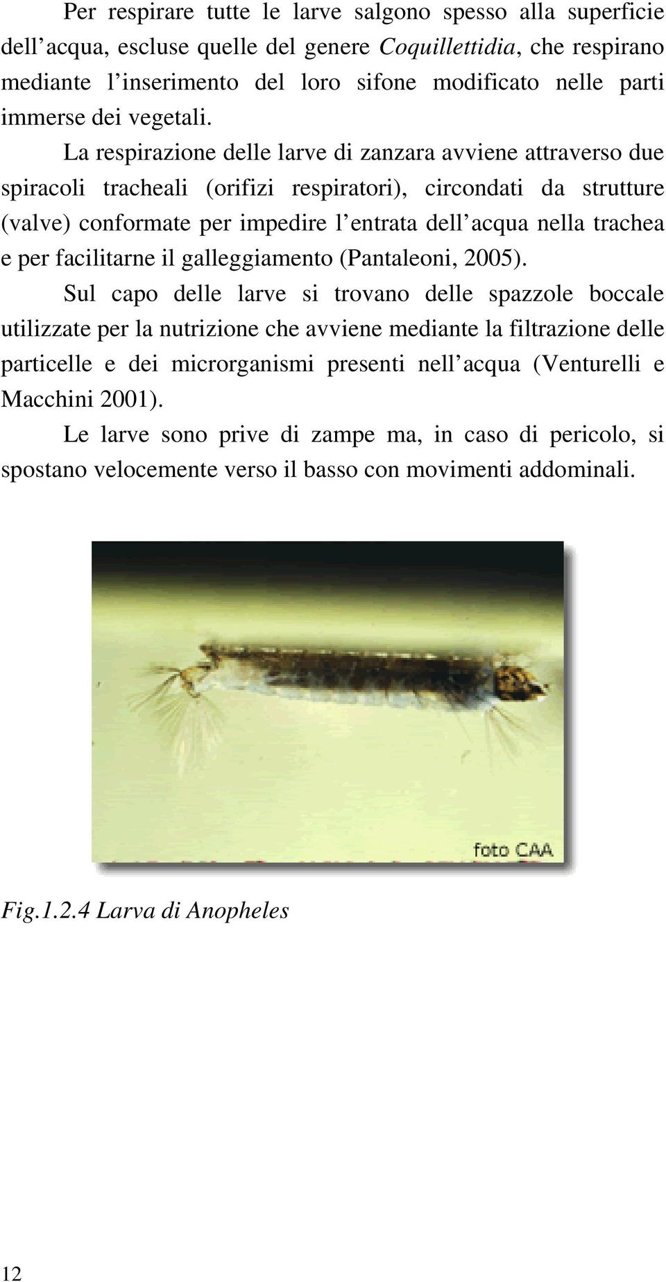 La respirazione delle larve di zanzara avviene attraverso due spiracoli tracheali (orifizi respiratori), circondati da strutture (valve) conformate per impedire l entrata dell acqua nella trachea e