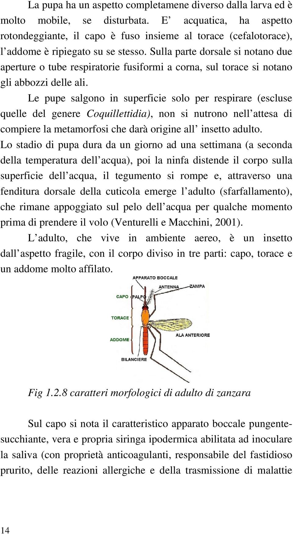 Sulla parte dorsale si notano due aperture o tube respiratorie fusiformi a corna, sul torace si notano gli abbozzi delle ali.