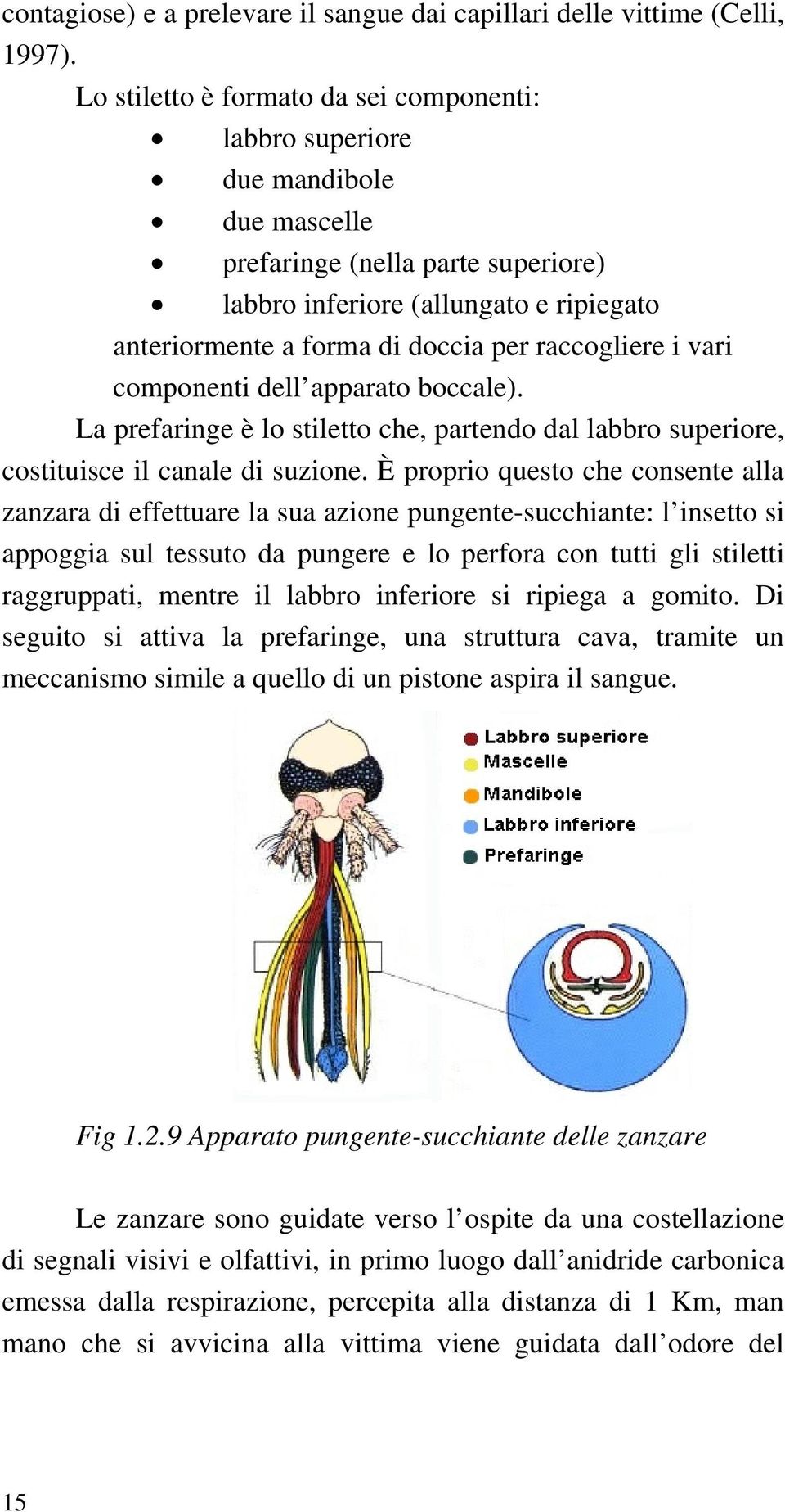 raccogliere i vari componenti dell apparato boccale). La prefaringe è lo stiletto che, partendo dal labbro superiore, costituisce il canale di suzione.