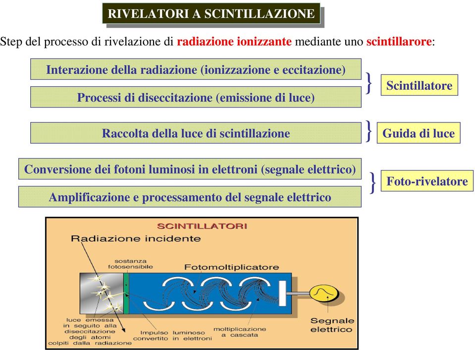 Raccolta della luce di scintillazione Conversione dei fotoni luminosi in elettroni (segnale