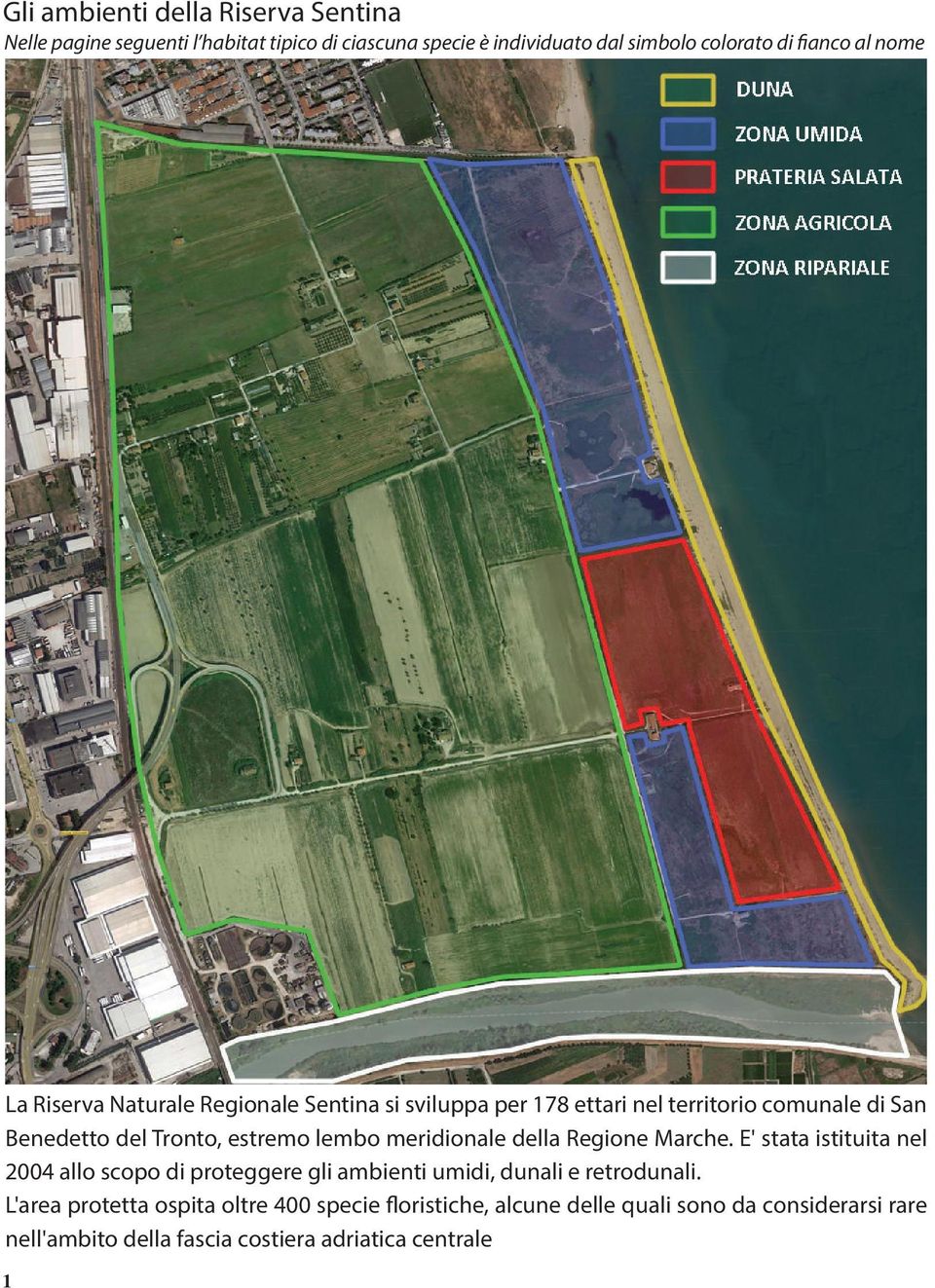 meridionale della Regione Marche. E' stata istituita nel 2004 allo scopo di proteggere gli ambienti umidi, dunali e retrodunali.