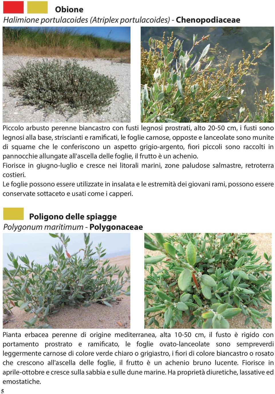 il frutto è un achenio. Fiorisce in giugno-luglio e cresce nei litorali marini, zone paludose salmastre, retroterra costieri.