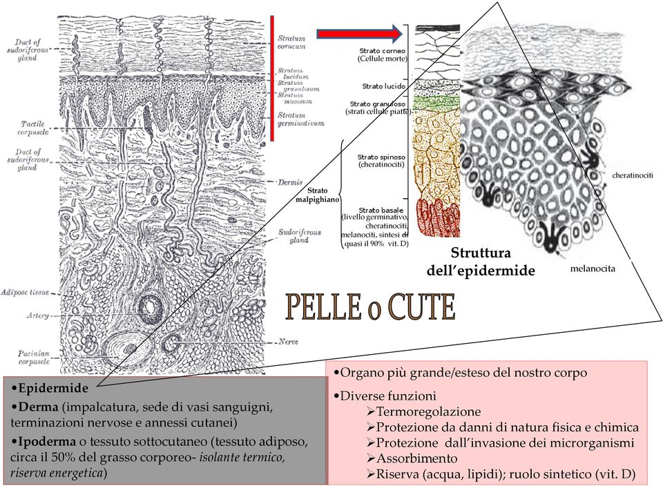 sottocutaneo (tessuto adiposo, circa il 50% del grasso corporeo- isolante termico, riserva energetica) Organo più grande/esteso del nostro corpo Diverse funzioni