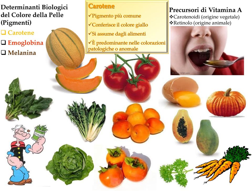 Melanina Precursori di Vitamina A