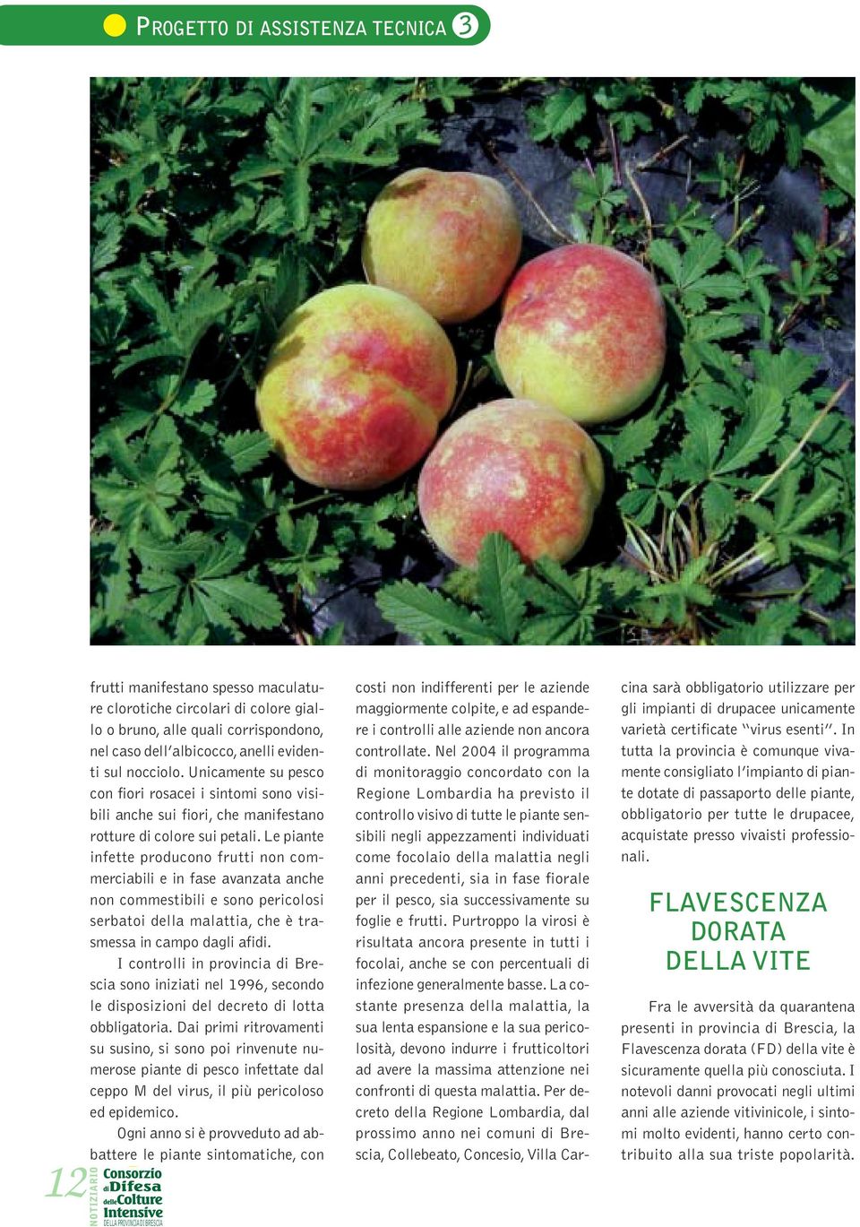 Le piante infette producono frutti non commerciabili e in fase avanzata anche non commestibili e sono pericolosi serbatoi della malattia, che è trasmessa in campo dagli afidi.