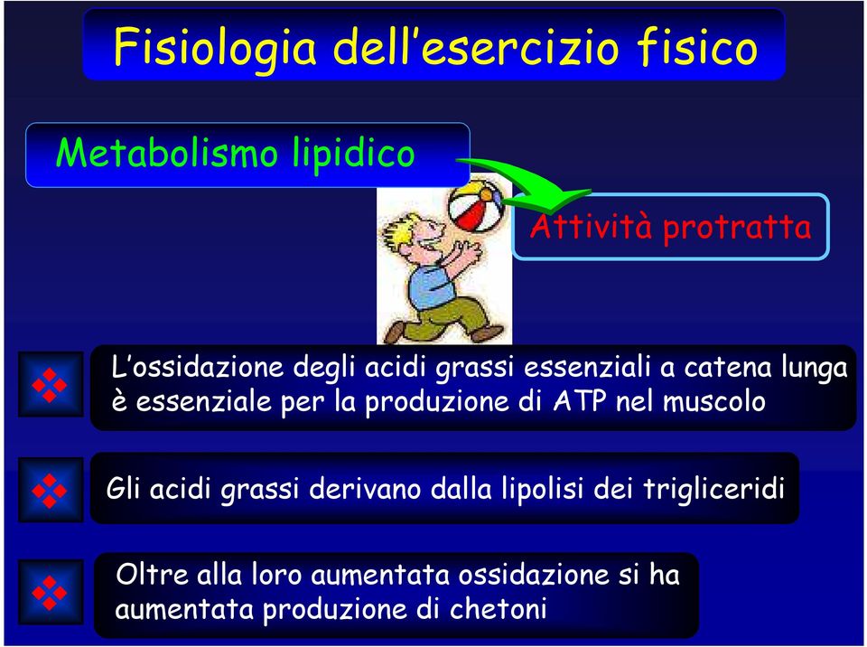 produzione di ATP nel muscolo Gli acidi grassi derivano dalla lipolisi dei