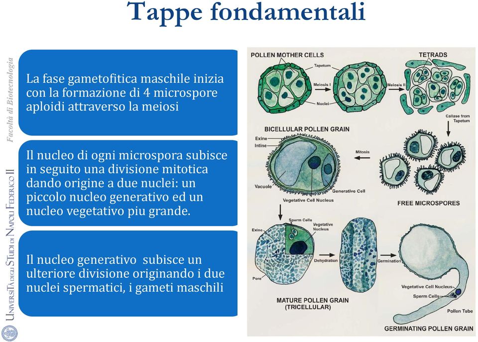 mitotica dando origine a due nuclei: un piccolo nucleo generativo ed un nucleo vegetativo piu