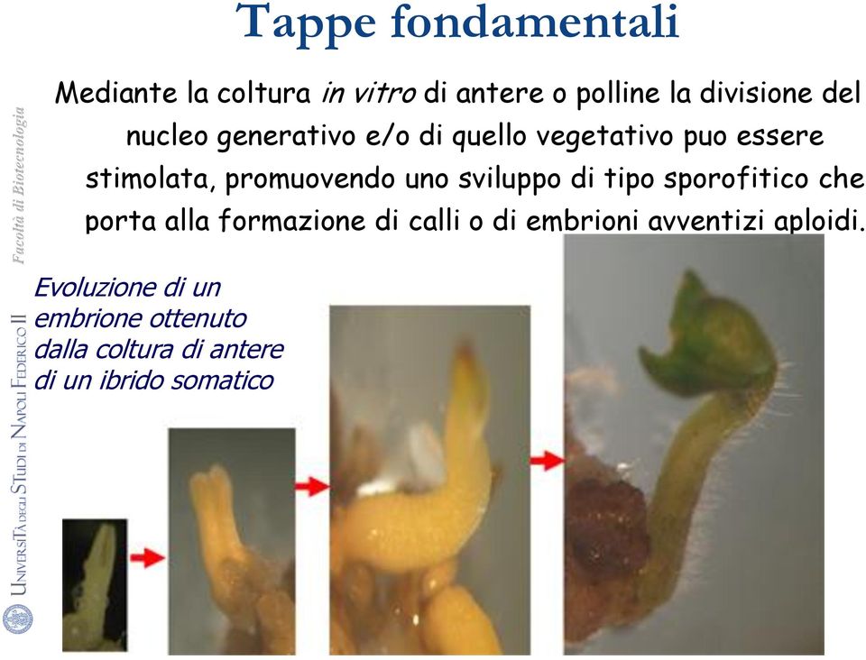 sviluppo di tipo sporofitico che porta alla formazione di calli o di embrioni