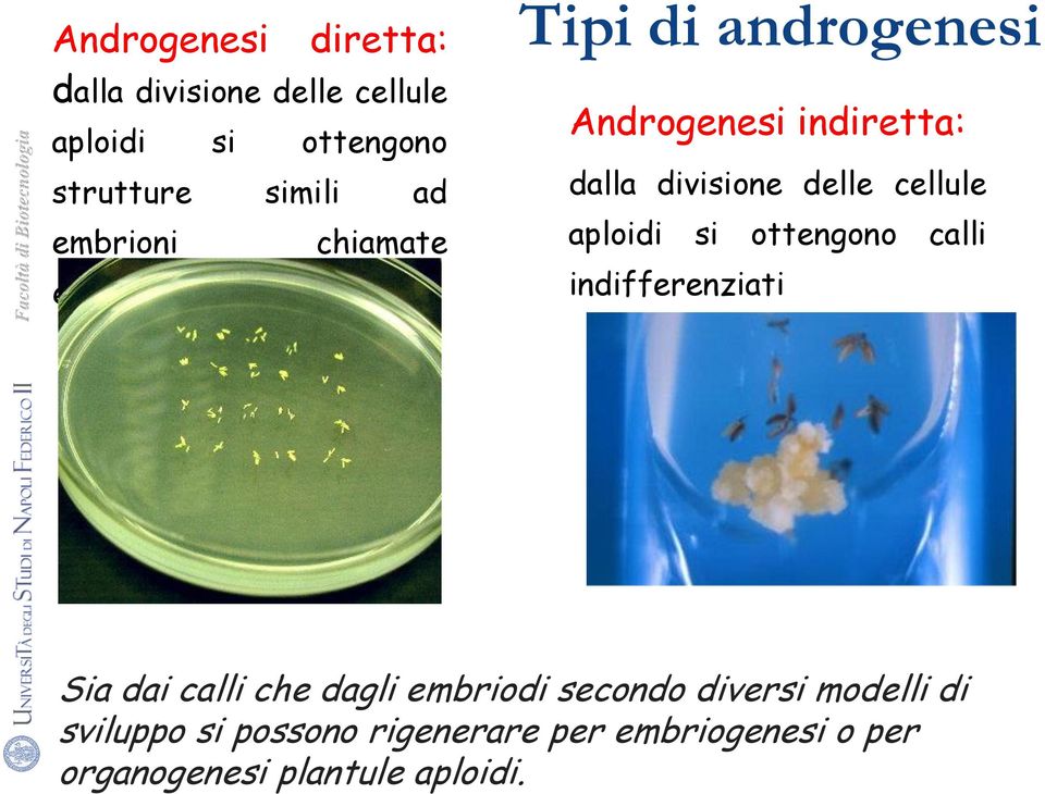 cellule aploidi si ottengono calli indifferenziati Sia dai calli che dagli embriodi secondo