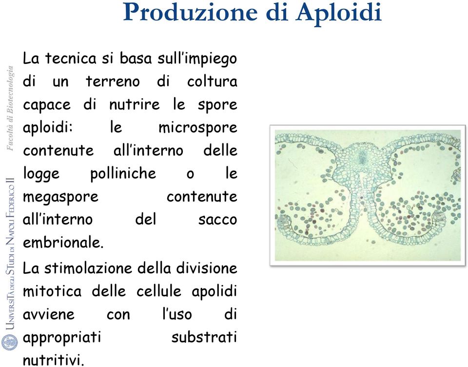 o le megaspore contenute all interno del sacco embrionale.