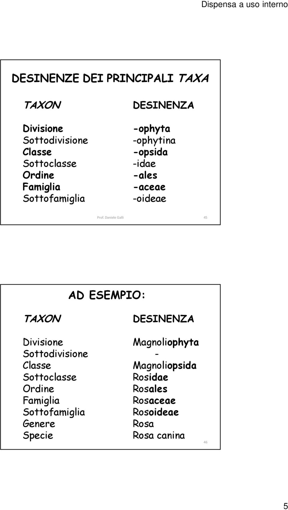 Daniele Galli 45 AD ESEMPIO: TAXON DESINENZA Divisione Sottodivisione Classe Sottoclasse Ordine