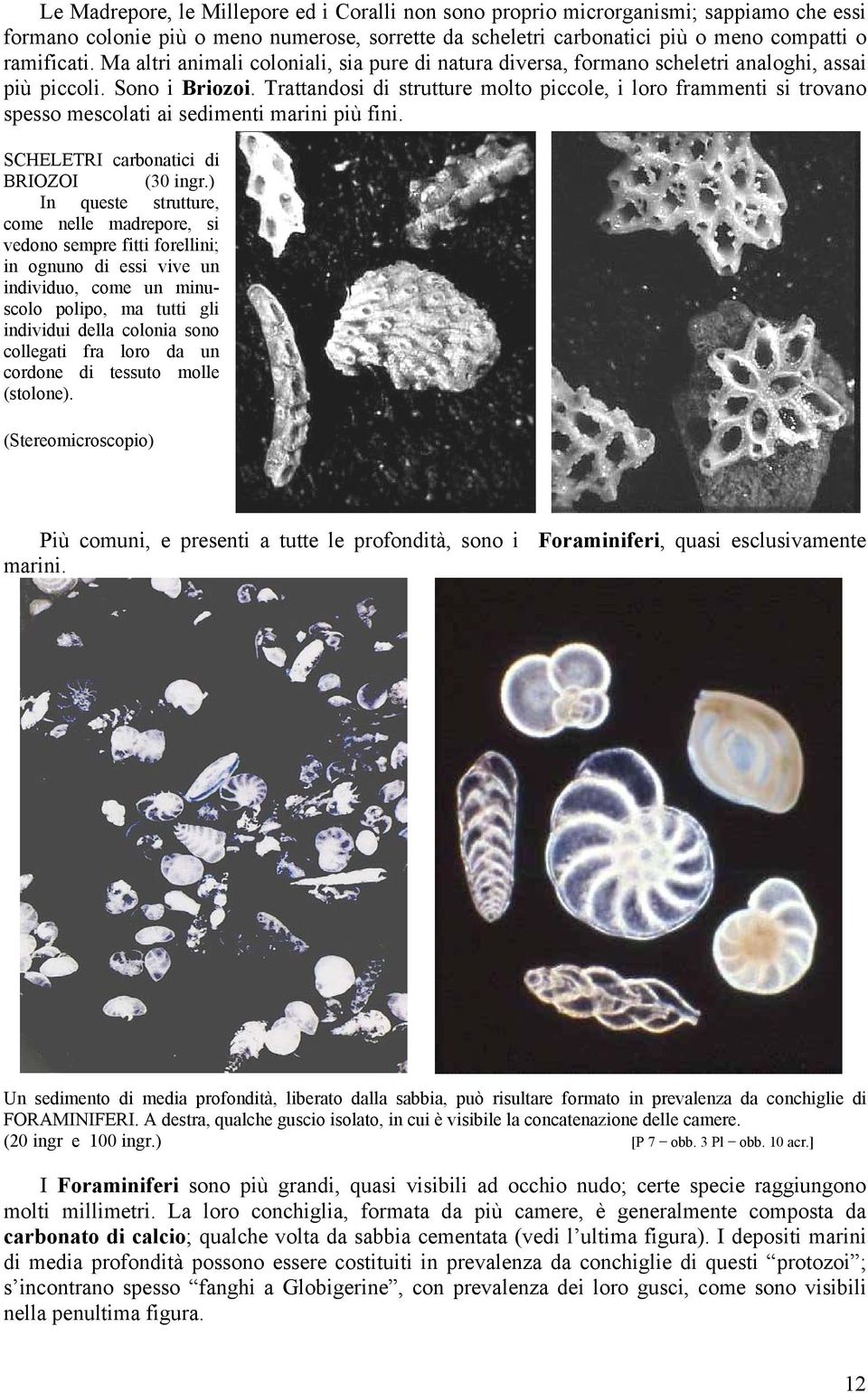 Trattandosi di strutture molto piccole, i loro frammenti si trovano spesso mescolati ai sedimenti marini più fini. SCHELETRI carbonatici di BRIOZOI (30 ingr.