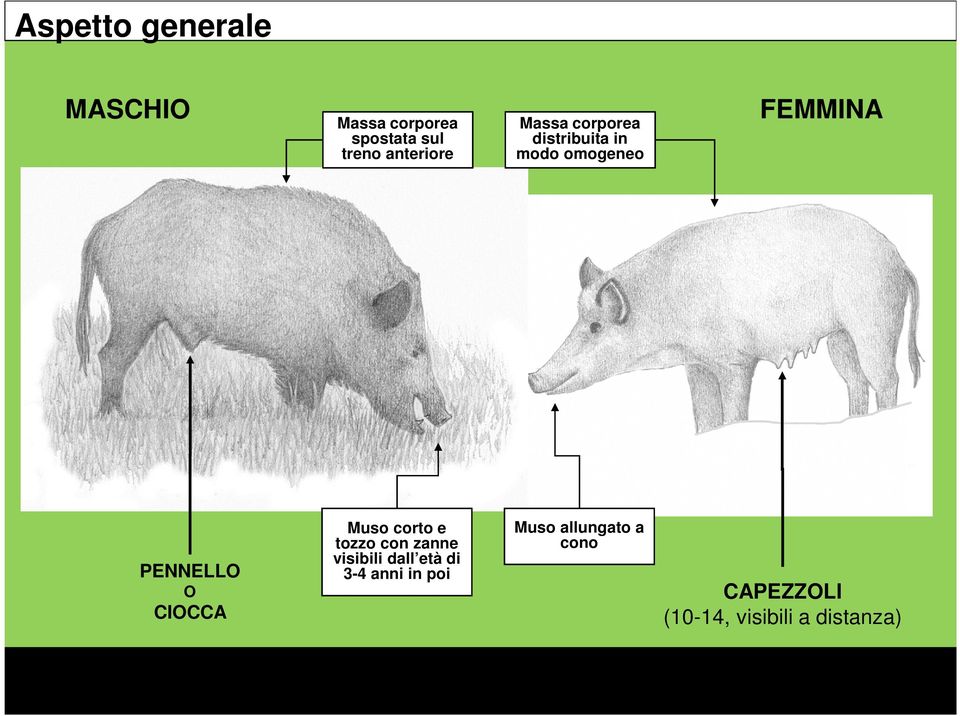 PENNELLO O CIOCCA Muso corto e tozzo con zanne visibili dall età