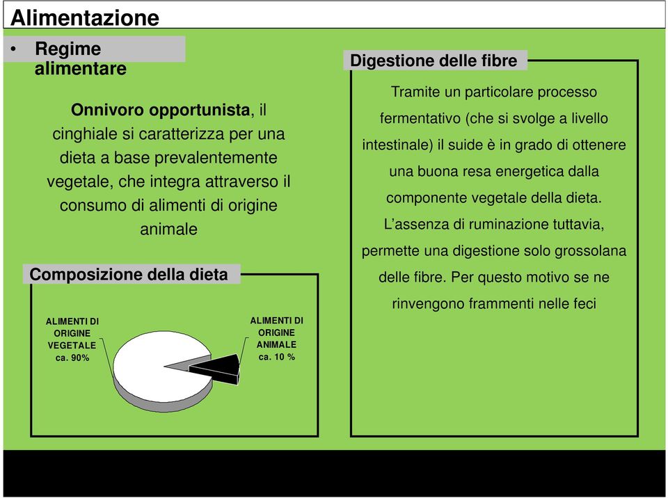 intestinale) il suide è in grado di ottenere una buona resa energetica dalla componente vegetale della dieta.