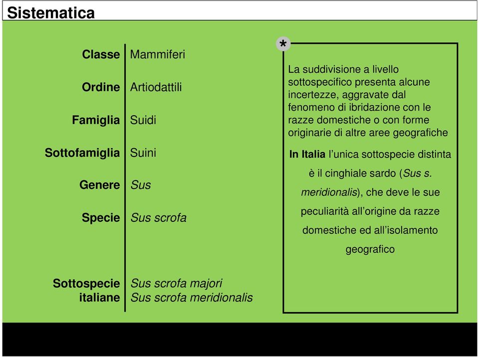 originarie di altre aree geografiche In Italia l unica sottospecie distinta è il cinghiale sardo (Sus s.