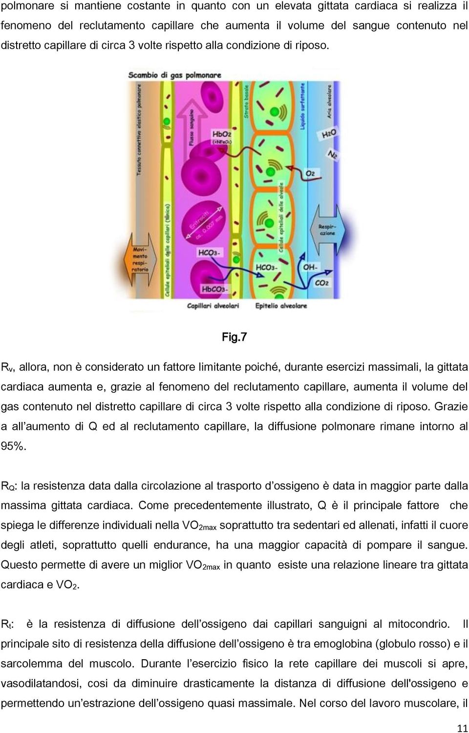 7 R v, allora, non è considerato un fattore limitante poiché, durante esercizi massimali, la gittata cardiaca aumenta e, grazie al fenomeno del reclutamento capillare, aumenta il volume del gas