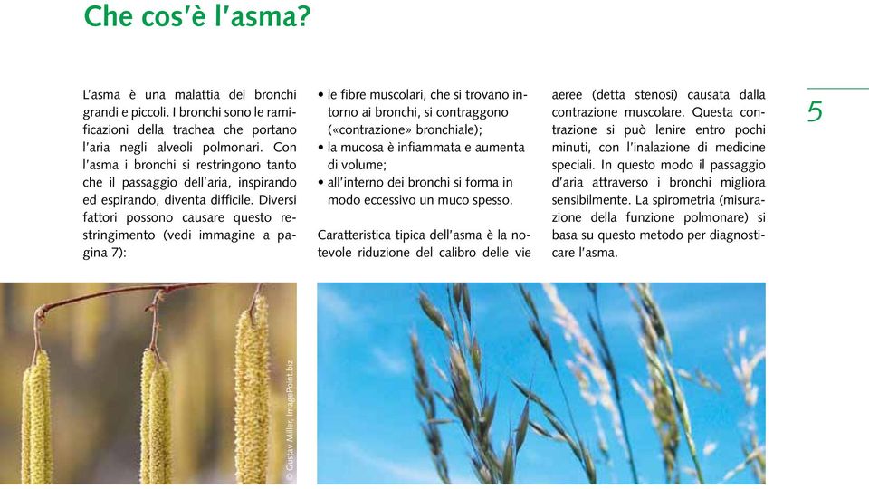 Diversi fattori possono causare questo restringimento (vedi immagine a pagina 7): le fibre muscolari, che si trovano intorno ai bronchi, si contraggono («contrazione» bronchiale); la mucosa è