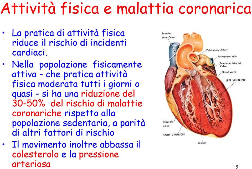 Nella popolazione fisicamente attiva - che pratica attività fisica moderata tutti i giorni o quasi - si