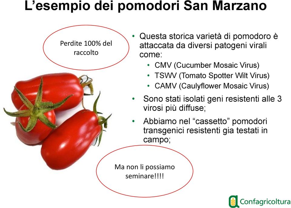 Virus) CAMV (Caulyflower Mosaic Virus) Sono stati isolati geni resistenti alle 3 virosi più diffuse;