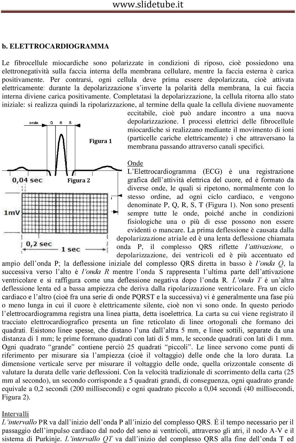 Per contrarsi, ogni cellula deve prima essere depolarizzata, cioè attivata elettricamente: durante la depolarizzazione s inverte la polarità della membrana, la cui faccia interna diviene carica