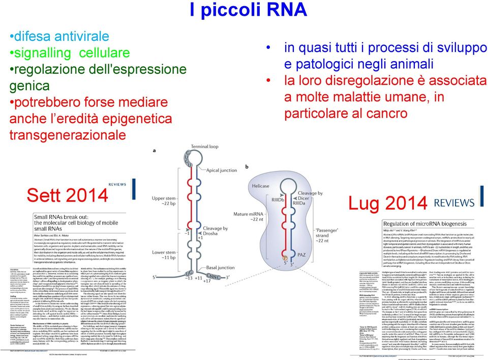 RNA in quasi tutti i processi di sviluppo e patologici negli animali la loro