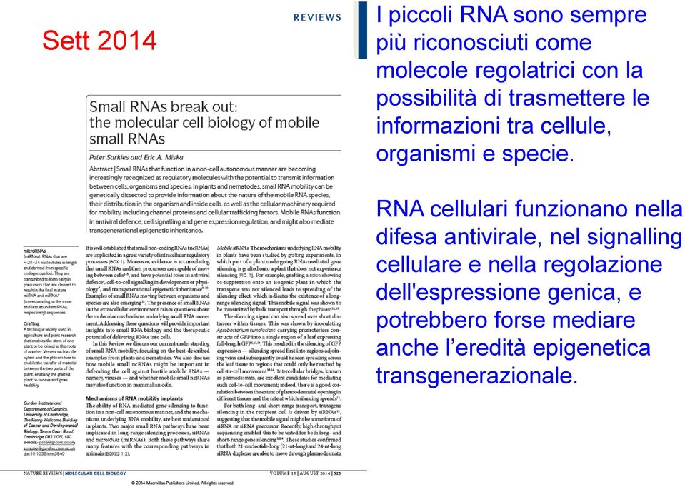 RNA cellulari funzionano nella difesa antivirale, nel signalling cellulare e nella