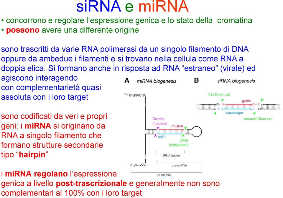 Si formano anche in risposta ad RNA estraneo (virale) ed agiscono interagendo con complementarietà quasi assoluta con i loro target sono codificati da veri e propri