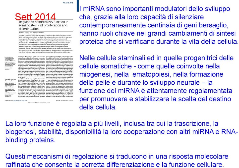 Nelle cellule staminali ed in quelle progenitrici delle cellule somatiche - come quelle coinvolte nella miogenesi, nella ematopoiesi, nella formazione della pelle e durante lo sviluppo neurale la