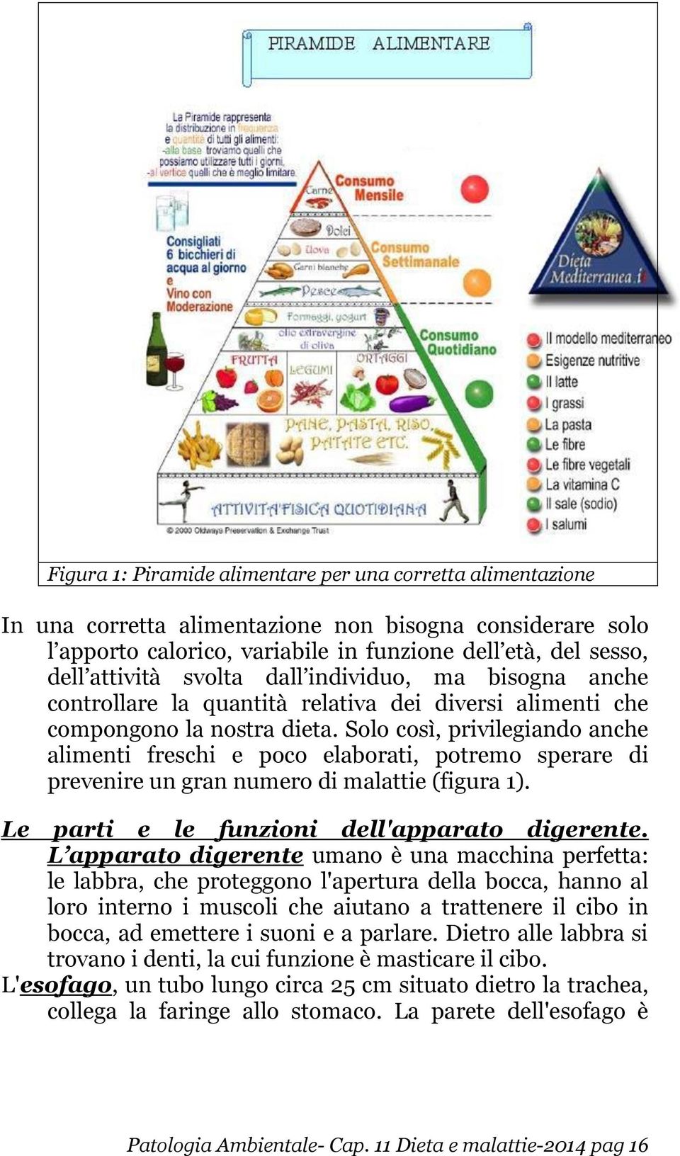 Solo così, privilegiando anche alimenti freschi e poco elaborati, potremo sperare di prevenire un gran numero di malattie (figura 1). Le parti e le funzioni dell'apparato digerente.