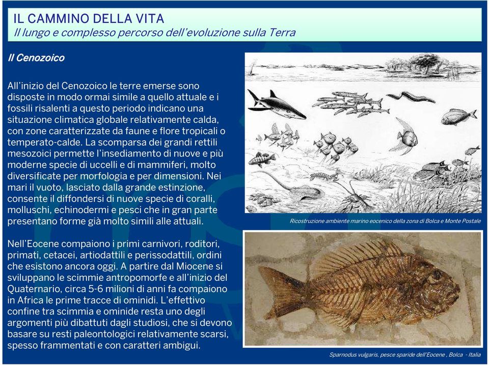 La scomparsa dei grandi rettili mesozoici permette l insediamento di nuove e più moderne specie di uccelli e di mammiferi, molto diversificate per morfologia e per dimensioni.