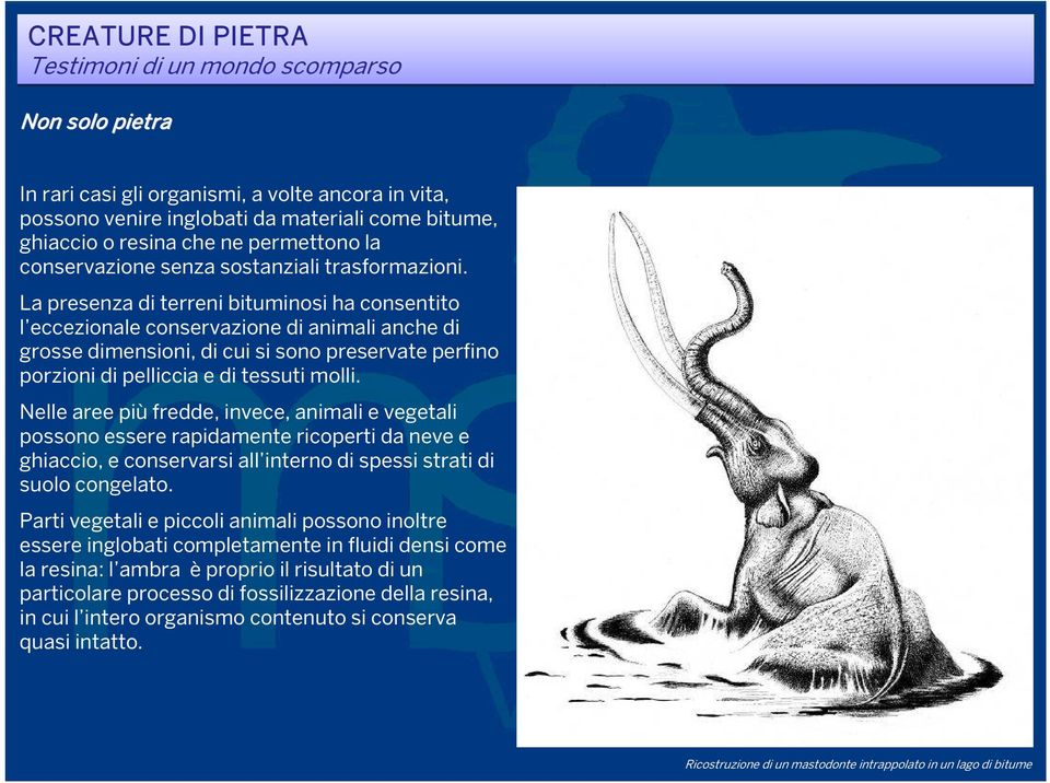 La presenza di terreni bituminosi ha consentito l eccezionale conservazione di animali anche di grosse dimensioni, di cui si sono preservate perfino porzioni di pelliccia e di tessuti molli.