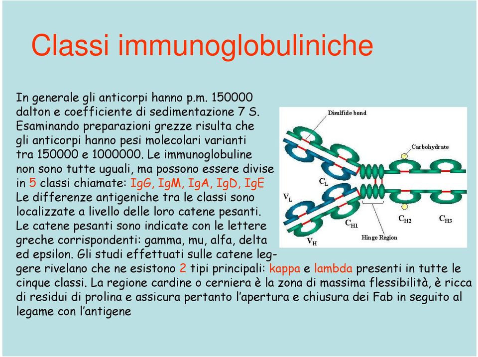 Le immunoglobuline non sono tutte uguali, ma possono essere divise in 5 classi chiamate: IgG, IgM, IgA, IgD, IgE Le differenze antigeniche tra le classi sono localizzate a livello delle loro catene