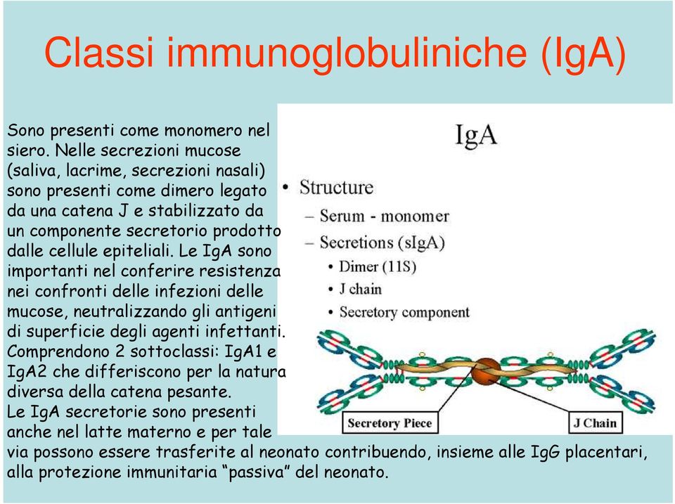epiteliali. Le IgA sono importanti nel conferire resistenza nei confronti delle infezioni delle mucose, neutralizzando gli antigeni di superficie degli agenti infettanti.