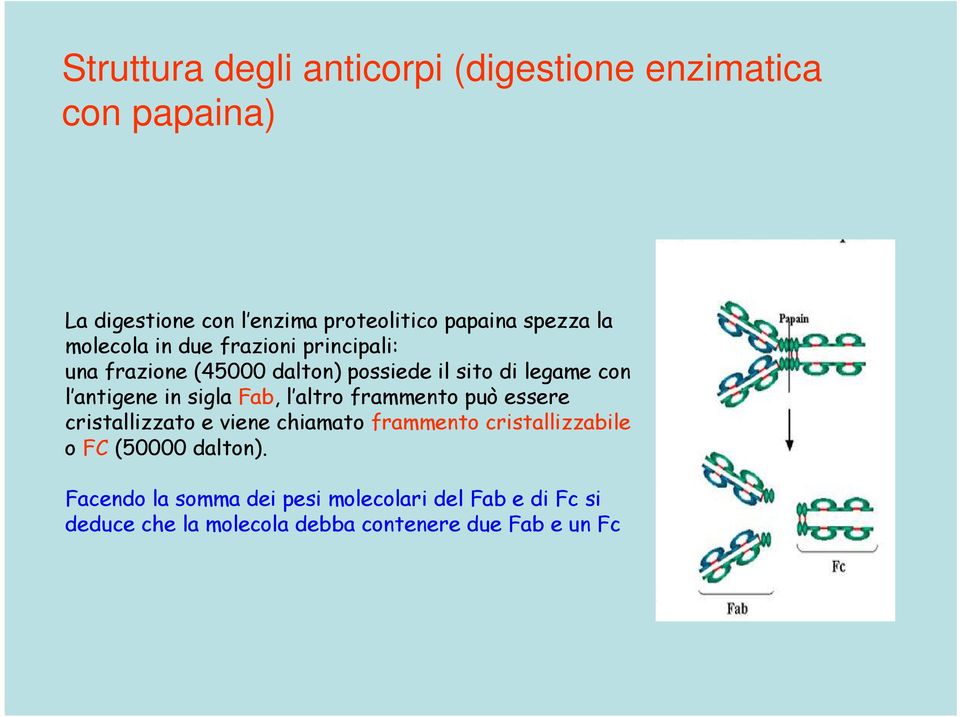 antigene in sigla Fab, l altro frammento può essere cristallizzato e viene chiamato frammento cristallizzabile o