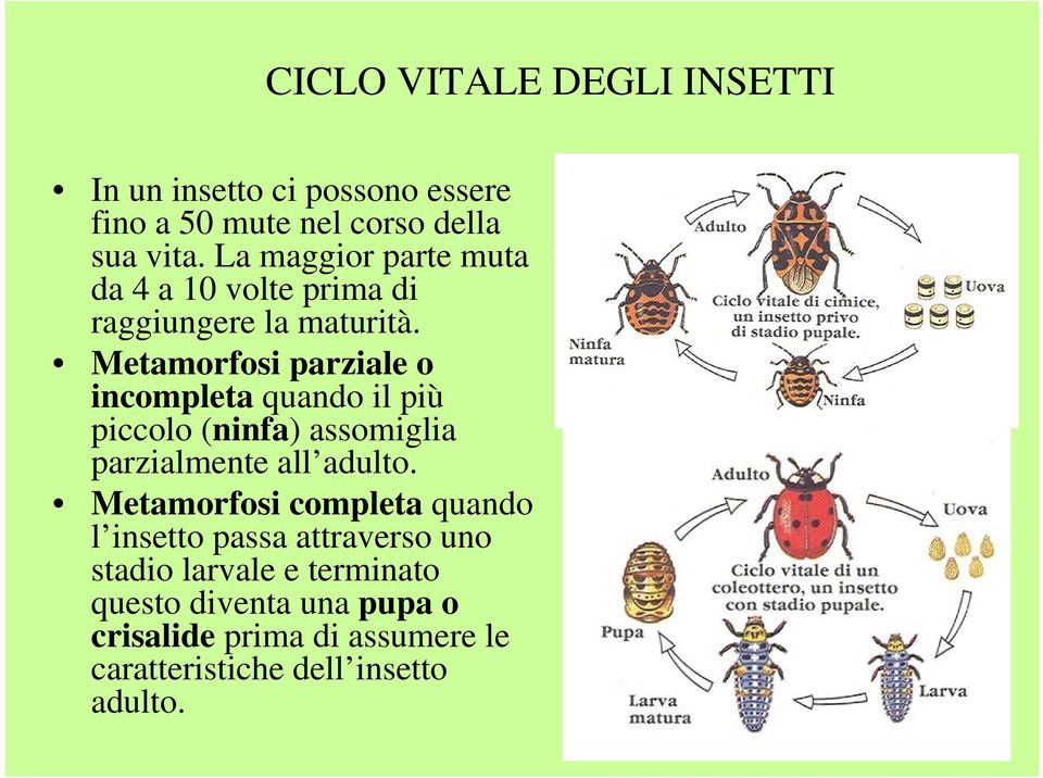 Metamorfosi parziale o incompleta quando il più piccolo (ninfa) assomiglia parzialmente all adulto.