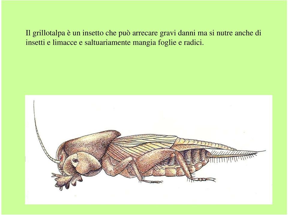 nutre anche di insetti e limacce