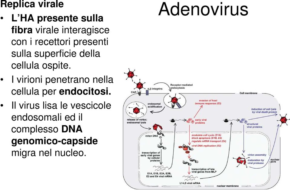 I virioni penetrano nella cellula per endocitosi.